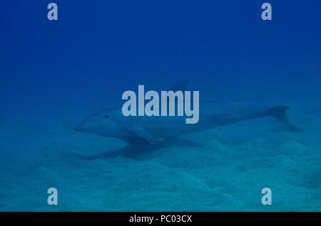 Indo-pacifico delfino maggiore, Indopazifischer Großer Tümmler, Tursiops aduncus, Coraya Beach, a Marsa Alam, Egitto, Ägypten, Mar Rosso, Rotes Meer Foto Stock