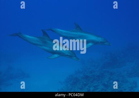 Indo-pacifico delfino maggiore, Indopazifischer Großer Tümmler, Tursiops aduncus, Coraya Beach, a Marsa Alam, Egitto, Ägypten, Mar Rosso, Rotes Meer Foto Stock