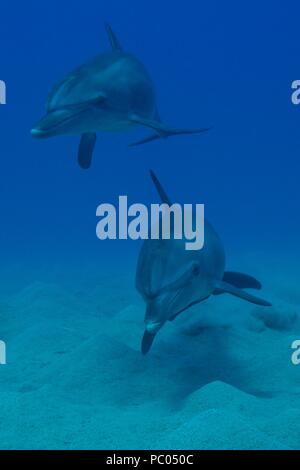 Indo-pacifico delfino maggiore, Indopazifischer Großer Tümmler, Tursiops aduncus, Coraya Beach, a Marsa Alam, Egitto, Ägypten, Mar Rosso, Rotes Meer Foto Stock