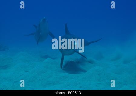 Indo-pacifico delfino maggiore, Indopazifischer Großer Tümmler, Tursiops aduncus, Coraya Beach, a Marsa Alam, Egitto, Ägypten, Mar Rosso, Rotes Meer Foto Stock