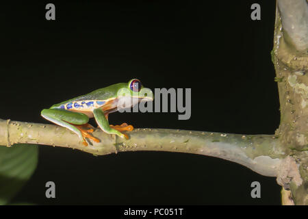 Close up profilo Red Eyed Raganella sul ramo in nero giungla notturna Foto Stock