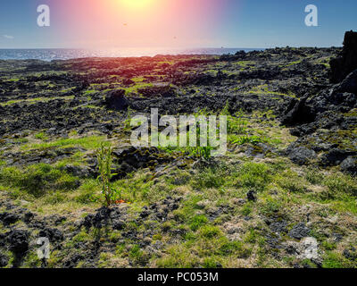 Vegetazione, Surtur isola, isole Westman, Islanda Foto Stock