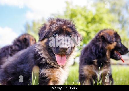 Due cuccioli di pastore tedesco divertirsi sul prato Foto Stock