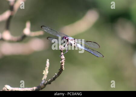 Dragonfly su un ramo Foto Stock