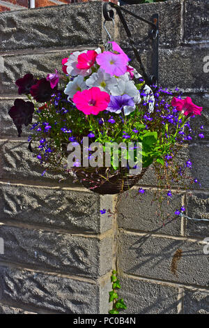 Un semplice fatto in casa cesta appesa riempito con bianco, rosa e viola malva nelle petunie insieme con bush viola/bianco fiori lobelia Foto Stock