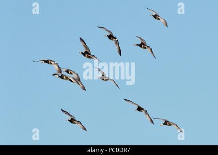 Migrant Barnacle goose (Branta leucopsis) gruppo scendendo in volo, Matsalu National Park, Estonia, Settembre. Foto Stock