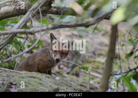 Red Fox (Vulpes vulpes vulpes) cub guardando fuori dall'ingresso alla sua terra, Near Bath, Regno Unito, maggio. Foto Stock