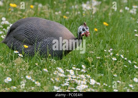 Helmeted Faraone (Numida meleagris) foraggio per gli insetti in un prato, Near Bath, Regno Unito, maggio. Foto Stock