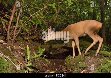 Il capriolo (Capreolus capreolus) buck circa per attraversare un flusso di bosco dopo bere da esso, Near Bath, Regno Unito, Giugno. Foto Stock