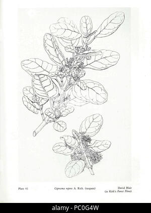 341 Kirk Foresta della flora della Nuova Zelanda41 Foto Stock