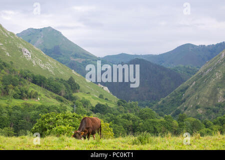 Le mucche in Picos de Europa, Asturie. Un luogo molto turistico in Spagna Foto Stock