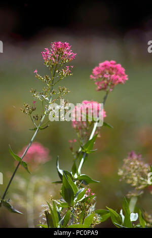 DE - Concetto di fiori nel selvaggio Foto Stock