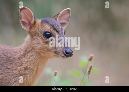 Giovani Reeves Muntjac deer (Muntiacus reevesi), Breckland, Norfolk, Inghilterra Foto Stock
