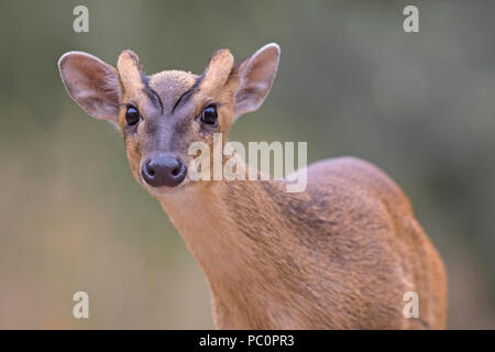 Maschio di Reeves Muntjac deer (Muntiacus reevesi), Breckland, Norfolk, Inghilterra Foto Stock