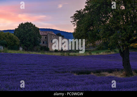 Aurel, Alpes-de-Haute-Provence, Francia, Europa Foto Stock