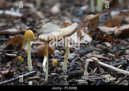 Bolbitius vitellinus mushrums su un suolo forestale, close up Foto Stock