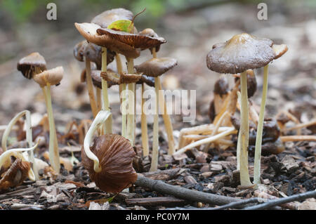 Bolbitius vitellinus mushrums su un suolo forestale, close up Foto Stock