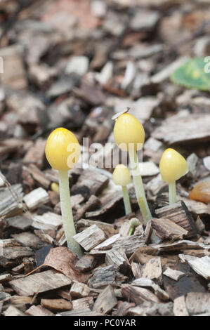 Bolbitius vitellinus mushrums su un suolo forestale, close up Foto Stock