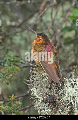 Shining Sunbeam (Aglaeactis cupripennis cupripennis) adulto appollaiato sul moncone di muschio riserva Yanacocha, Ecuador Febbraio Foto Stock