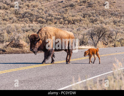 Bisonti americani o di Buffalo con vitello nel Parco Nazionale di Yellowstone Foto Stock