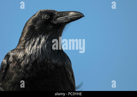 Raven comune nel Parco Nazionale di Yellowstone Foto Stock