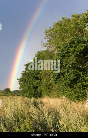 Rainbow contro una dark sky atmosferica dopo una tempesta di pioggia a secco con campo di grano in primo piano che conduce a verdi alberi in background Foto Stock