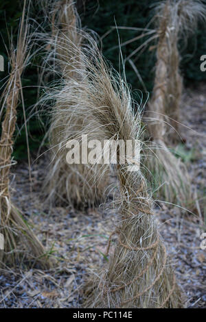 Blonde decorativo di ciuffo di paglia in inverno a sera Foto Stock