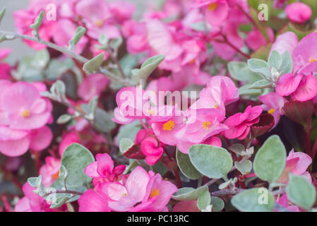 Begonia fiori rosa in giardino Foto Stock