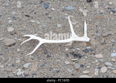 Corna a terra da una renna delle Svalbard (Rangifer tarandus platyrhynchus) una sottospecie di renne trovati nell'arcipelago delle Svalbard di Norvegia. Foto Stock