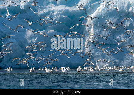 Grande gregge di nero zampe (Kittiwakes Rissa tridactyla) in volo nella parte anteriore di un ghiacciaio in Hornsund, Svalbard. Foto Stock