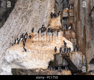 La Brünnich guillemots(Uria lomvia) noto anche come thick-fatturati murres sulla loro nidificazione sulla scogliera di Alkefjellet nell'arcipelago delle Svalbard. Foto Stock