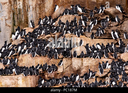 La Brünnich guillemots(Uria lomvia) noto anche come thick-fatturati murres sulla loro nidificazione sulla scogliera di Alkefjellet nell'arcipelago delle Svalbard. Foto Stock