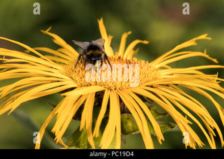 Bumblebee alimentando il nettare di un Caucasian Inula nel giardino botanico sperimentale di Göttingen, Germania. Foto Stock