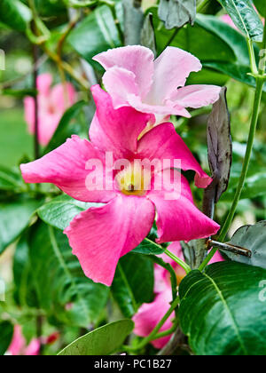 Rosa Mandevilla fiorente vite fiori appartenenti alla famiglia dogbane, Apocynaceae, con un nome comune della tromba di roccia che crescono in un giardino patio. Foto Stock