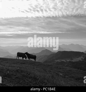 Mattina d'estate nelle Alpi Svizzere. Due mucche sulla sommità del monte Rigi e catene montuose. Foto Stock