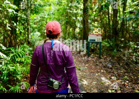 I turisti a piedi attraverso umido della foresta pluviale tropicale sul modo di Josephine Falls, Bartle Frere QLD, Australia Foto Stock