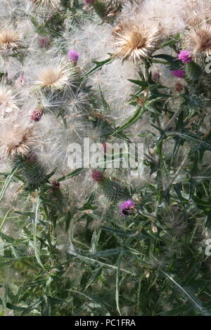 Spear thistle diffondere i semi in giardino Cirsium vulgare Foto Stock