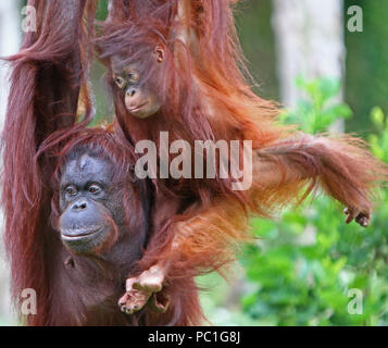 Paignton Zoo, Devon, Inghilterra: Madre e figlia Orangutani condividere un po 'di tempo di legame nel loro recinto zoo Foto Stock