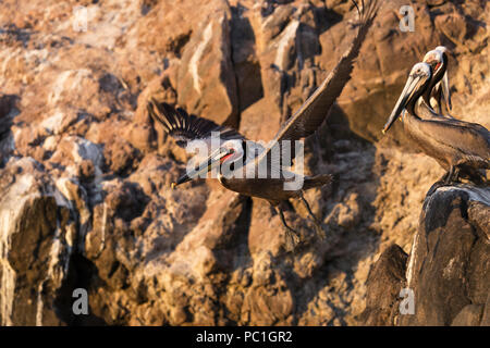 Pellicani marroni, Pelecanus occidentalis, in allevamento piumaggio, Isla San Pedro Martir, Baja California, Messico. Foto Stock