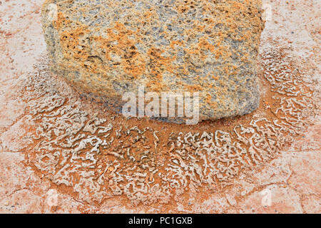 Le saline al Lago Grosbeak- con sale incisa con il masso erratico, Parco Nazionale Wood Buffalo, Alberta, Canada Foto Stock