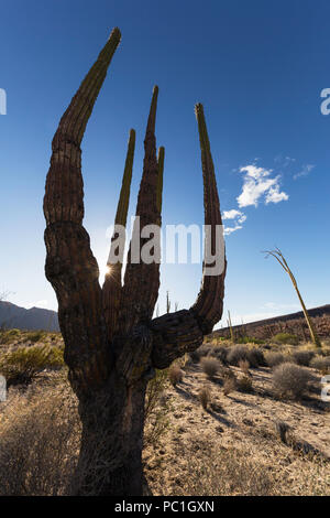 Il gigante messicano cardon, Pachycereus Pringlei , Bahia de los Angeles, Baja California, Messico. Foto Stock