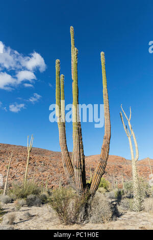 Il gigante messicano cardon, Pachycereus Pringlei , Bahia de los Angeles, Baja California, Messico. Foto Stock