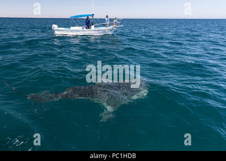 I giovani di squalo balena, Rhincodon typus, vicino alla superficie a El Mogote, Baja California Sur, Messico. Foto Stock