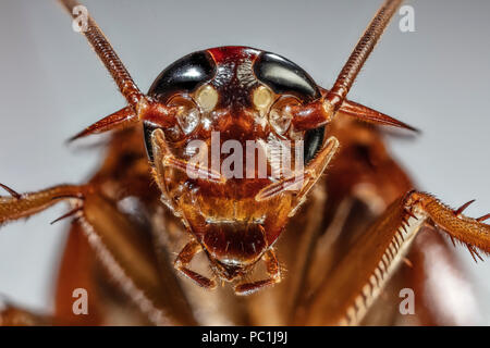 ECU faccia scarafaggio dettaglio americano scarafaggio - Periplaneta americana Foto Stock