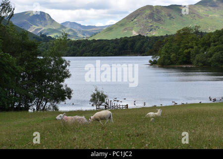 Lake District Near Keswick, Inghilterra. Giugno, 2018 Foto Stock