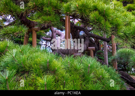 Hamarikyu (anche Hama Rikyu) più antico giardino giapponesi e i moderni grattacieli della zona di Shiodome, Chuo Ward, Tokyo, Regione di Kanto, isola di Honshu, Giappone Foto Stock