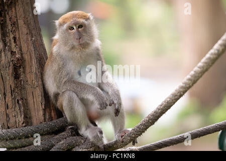 Un simpatico monkey vive in una foresta naturale della Thailandia. Foto Stock