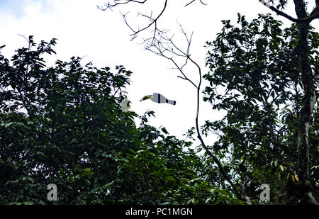 Canale-fatturati toucan con striscia gialla vola da albero ad albero in Costa Rica Foto Stock