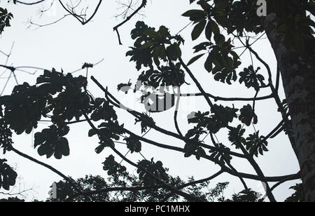 Silhouette di un bradipo appeso a un ramo di un albero alto in Costa Rica, America Centrale Foto Stock