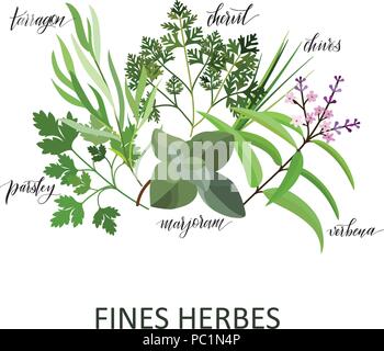 Ammende Herbes set. Scritto a mano i nomi. Aromatiche erbe di cottura Illustrazione Vettoriale